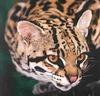 Ocelot's Avatar