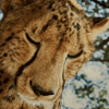 Cheetah's Avatar