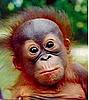 Orangutango's Avatar